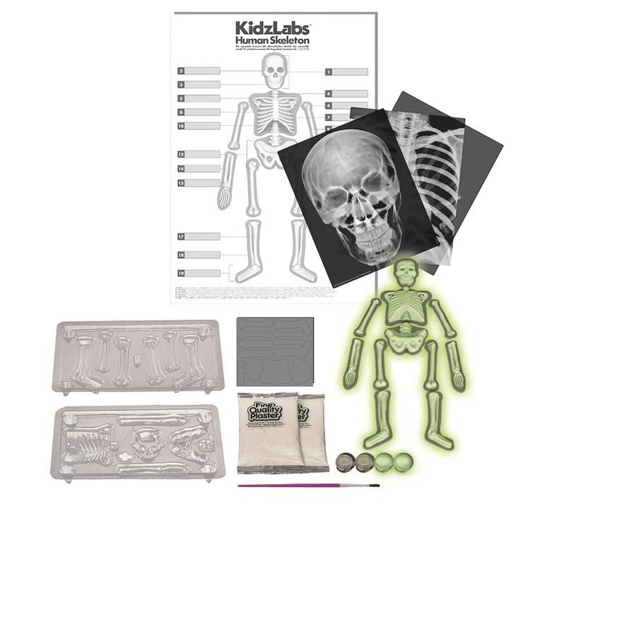 4M - KidzLabs - Human Skeleton