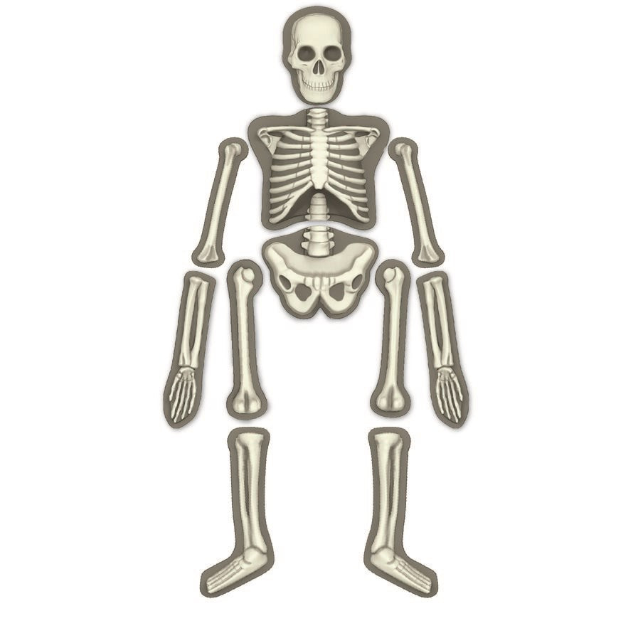 4M - KidzLabs - Human Skeleton